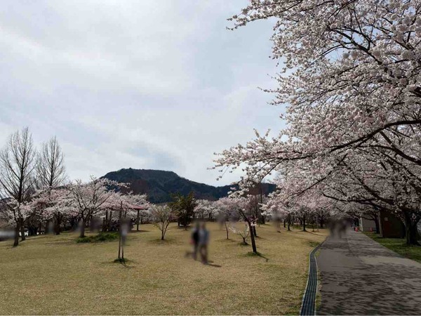 上堰潟桜まつり2026