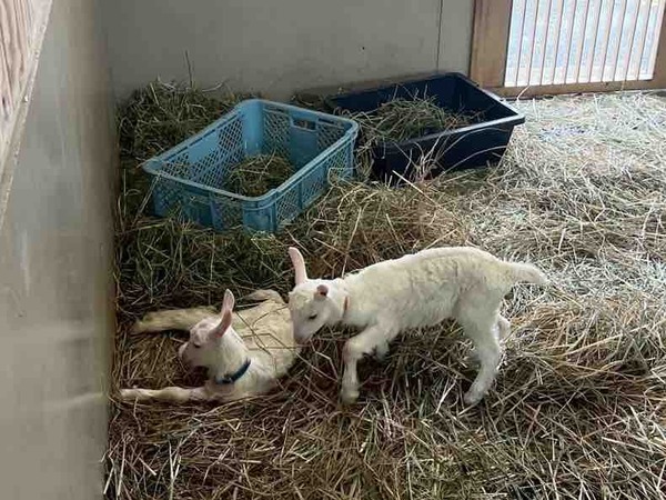 動物ふれあいセンター ヤギ 赤ちゃん