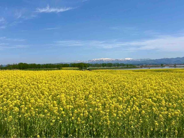 菜の花