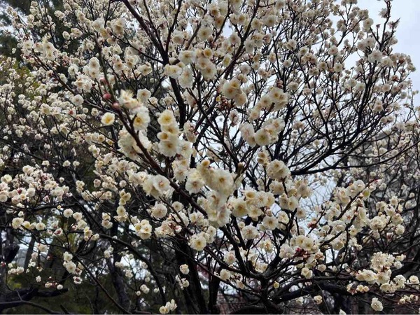 白山神社 梅の花