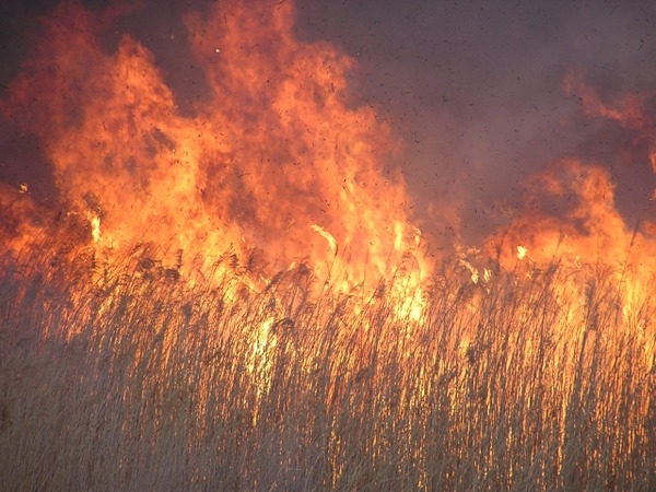 福島潟 新芽呼ぶヨシ焼き
