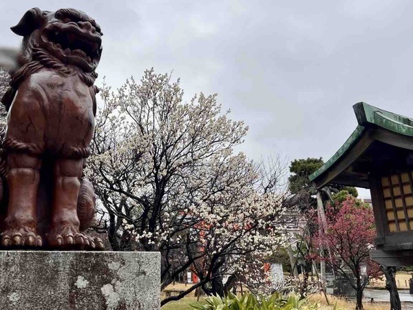 白山神社 梅の花