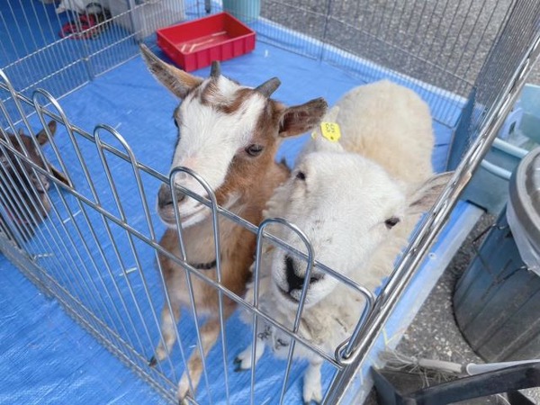 GWふれあい動物2