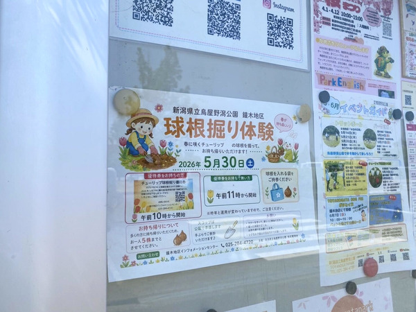 チューリップ球根掘り体験