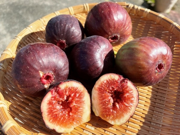 そら野テラス 秋の収穫祭