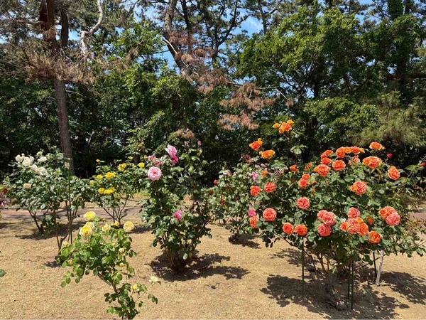 寺尾中央公園