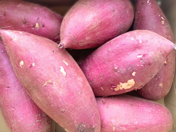 さつまいも詰め放題