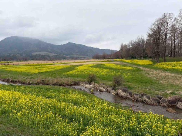 上堰潟公園 菜の花