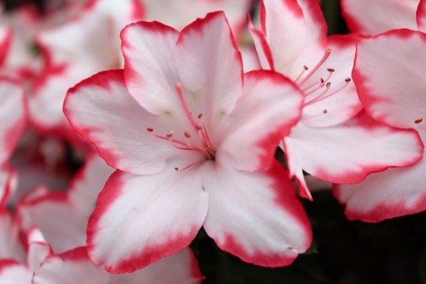にいがた花の陣