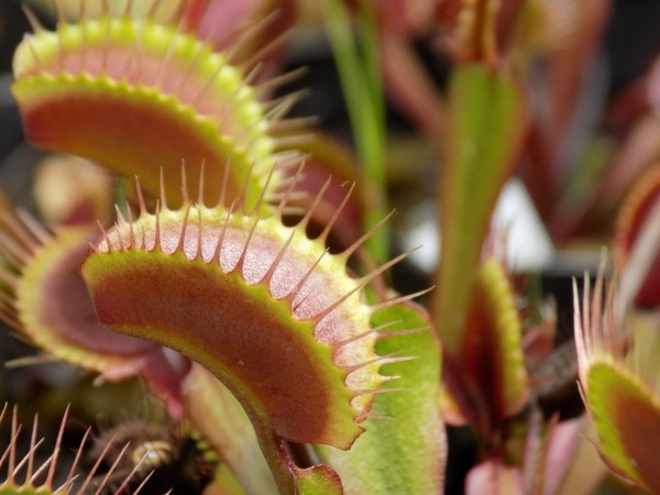 新潟県立植物園  企画展示「食虫植物展」