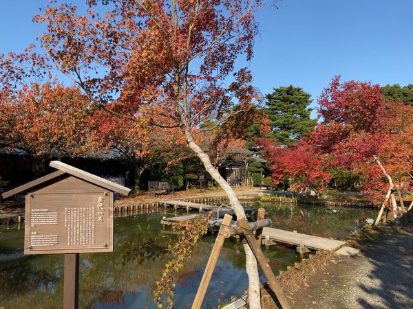 紅葉スポット2024 新潟市 北方文化博物館