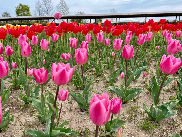 チューリップ菜の花フェスタ