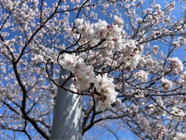 白山神社・りゅーとぴあ 桜