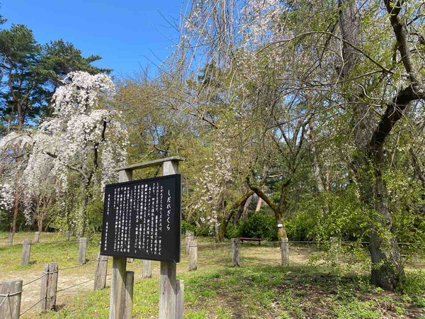 じゅんさい池公園 しだれ桜