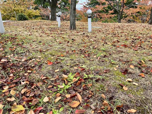 白山公園駐車場 落ち葉プレゼント