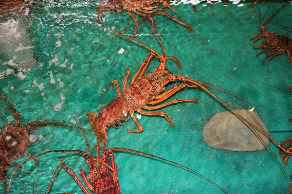 開店記念祭 みずみずランド あそべ～る水族館