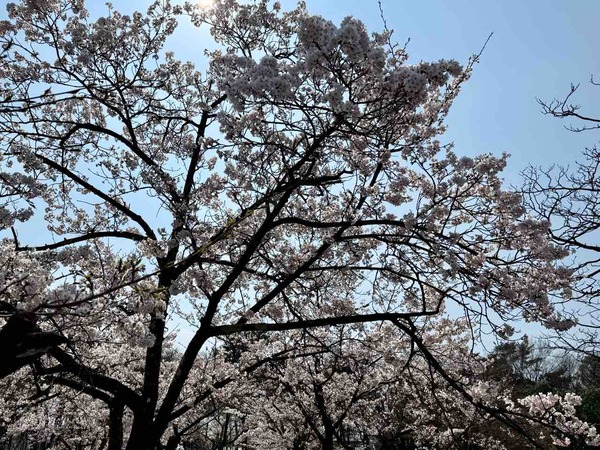 KAMEDA Cherry Blossoms
