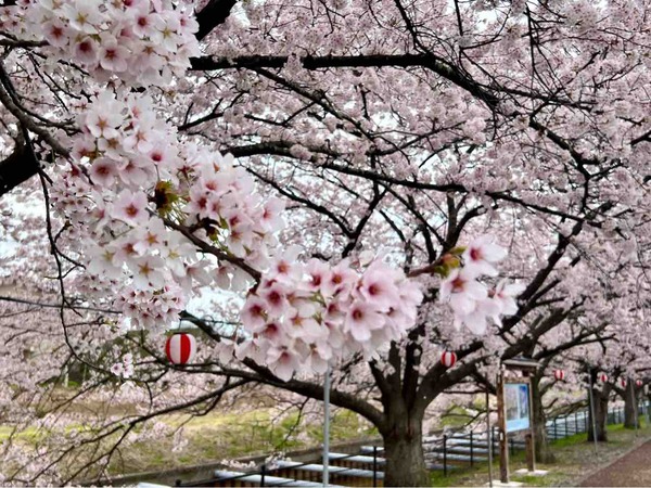 すごぼり桜まつりマルシェ