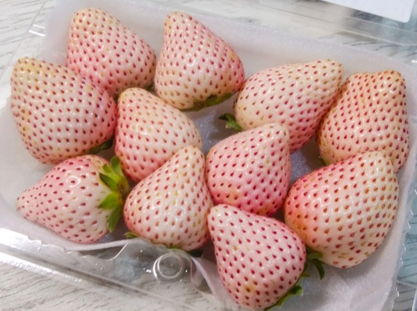 天下分け目のいちご戦国時代2026