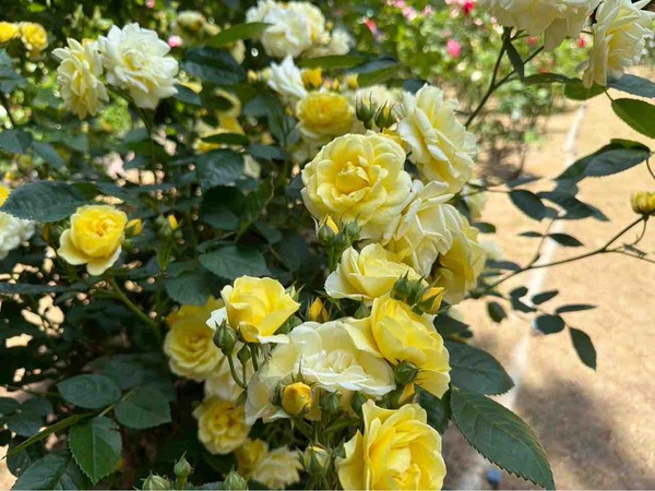 寺尾中央公園
