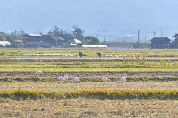 今年も開催 新潟の未来の環境を考えよう 万代島多目的広場 大かま で にいがた環境フェスティバル21 開催 10月31日 にいがた通信 新潟県新潟市の地域情報サイト 今年も開催 新潟の未来の環境を考えよう 万代島多目的広場 大かま で にいがた環境フェスティバル21 開催 10月31日 にいがた通信 新潟県新潟市の地域情報サイト
