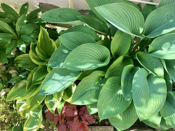 植物天国 in 白山市場