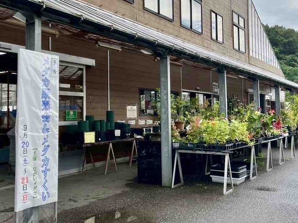 メダカ販売会&メダカすくい