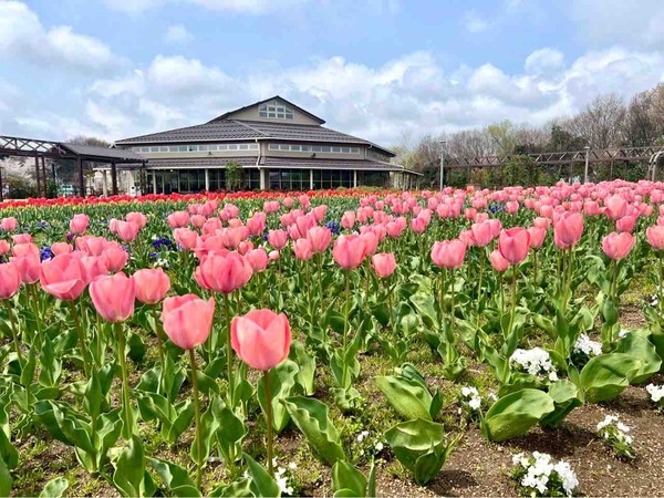 いくとぴあ チューリップ菜の花フェスタ