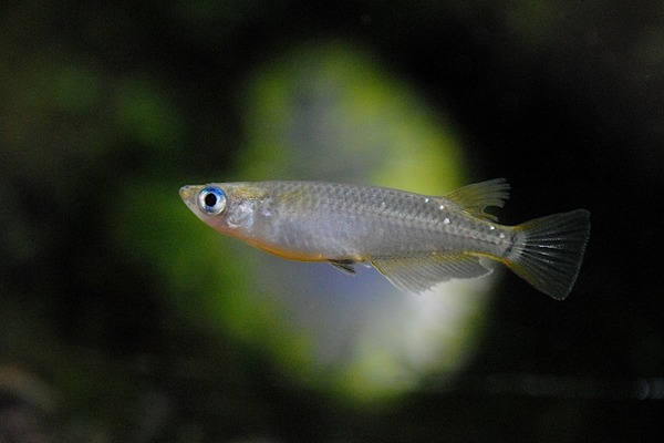 メダカ販売会&メダカすくい