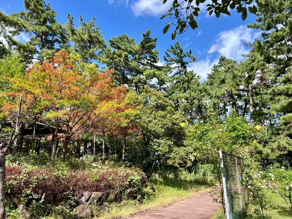 紅葉スポット2024 新潟市 寺尾中央公園