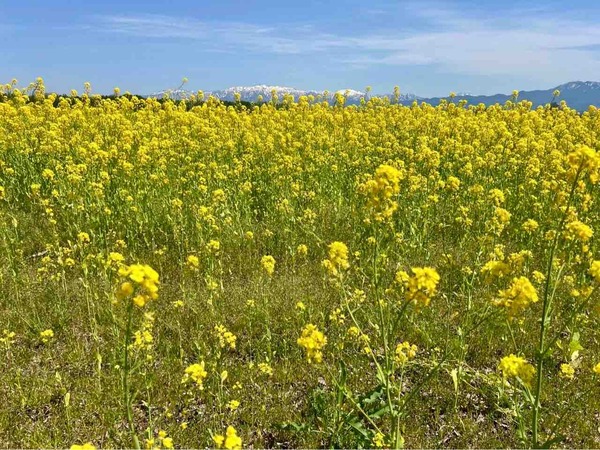 菜の花