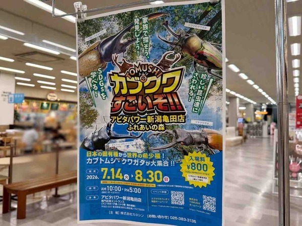 カブクワすごいぞ!!