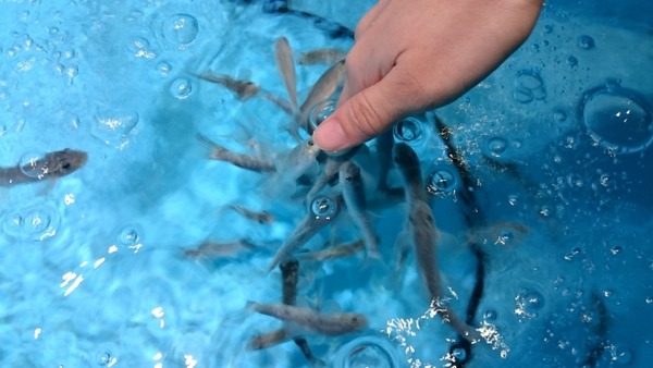 みずみずランド あそべ~る水族館