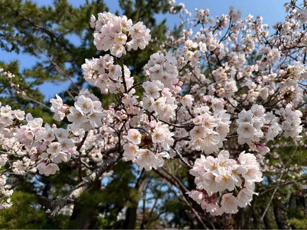 白山神社・りゅーとぴあ周辺