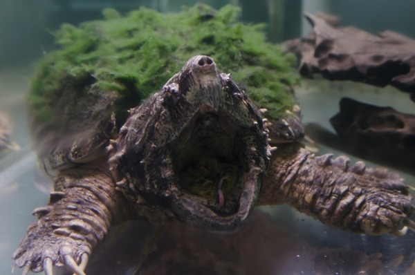 リトルモンスター展 「うゎっ」と「ぅわぁ～」のいきものたち