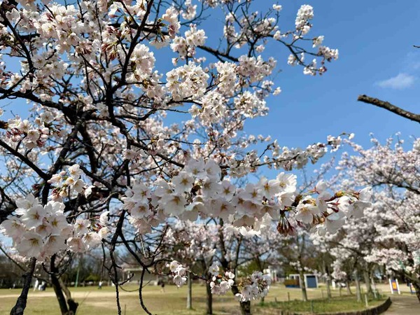 KAMEDA Cherry Blossoms