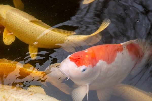 愛子さま 新潟初訪問