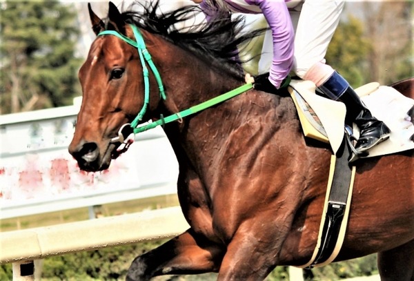 第1回新潟競馬