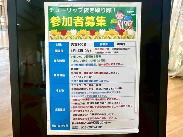 チューリップ抜き取り隊!