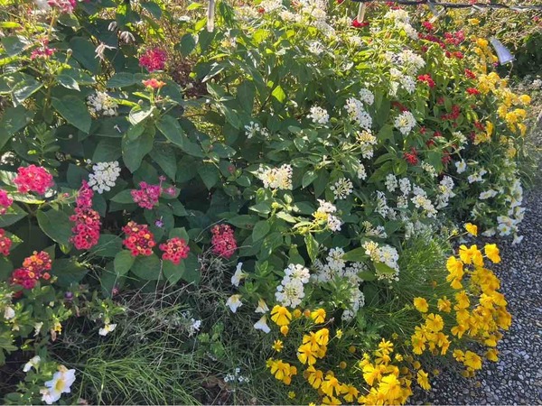 新潟 イベント 11月 3連休