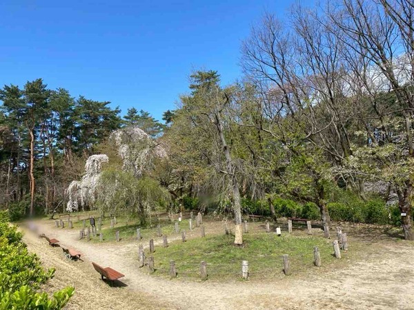 じゅんさい池公園 しだれ桜