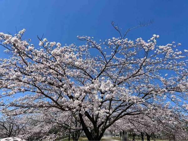 白山神社・りゅーとぴあ 桜