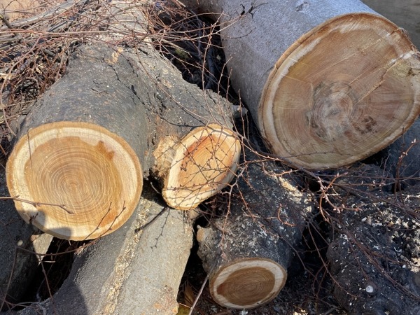 急傾斜地 伐採木 無償譲渡