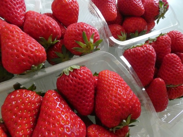 越後姫盛り放題