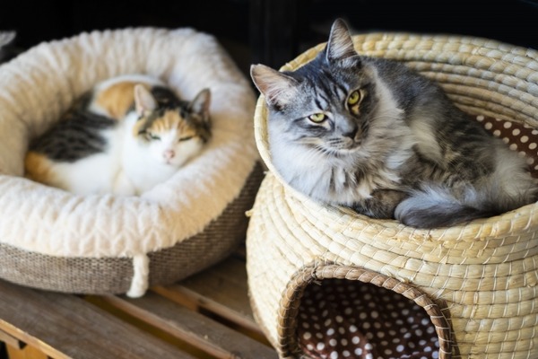 にいがた猫の陣~ねことこたつと鍋日和~