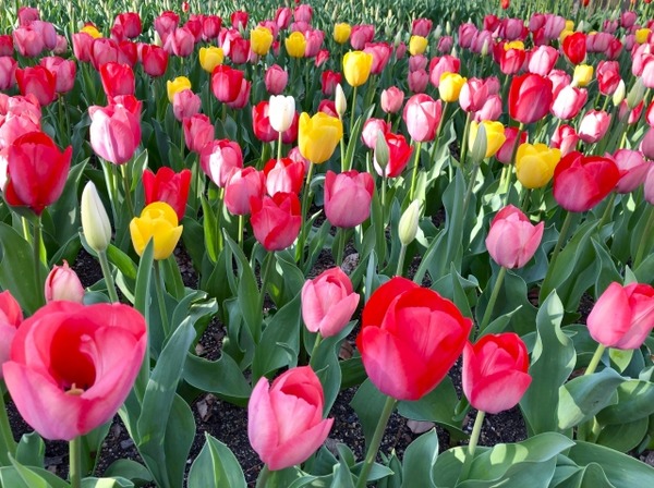 チューリップ展