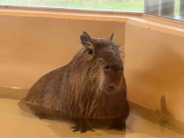 カピバラゆず湯 いくとぴあ