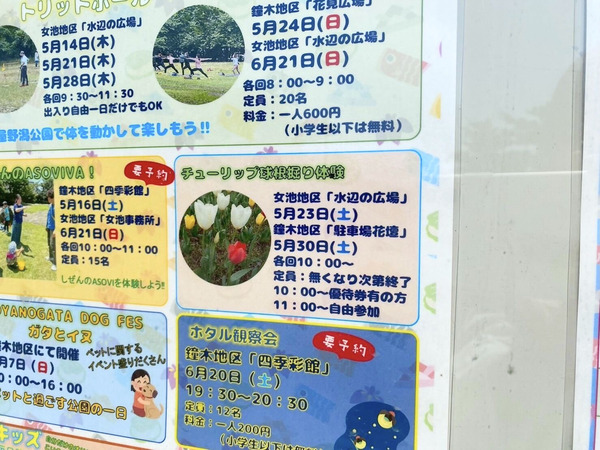 チューリップ球根掘り体験