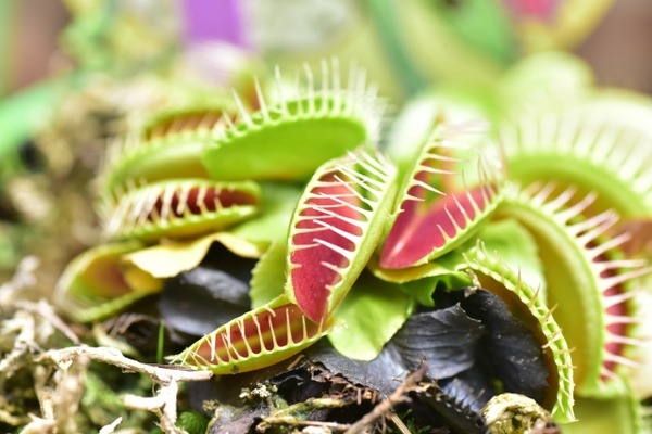 新潟県立植物園