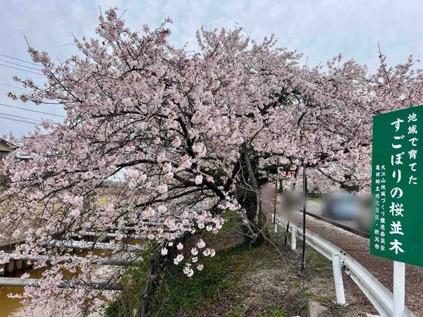 すごぼり桜まつりマルシェ